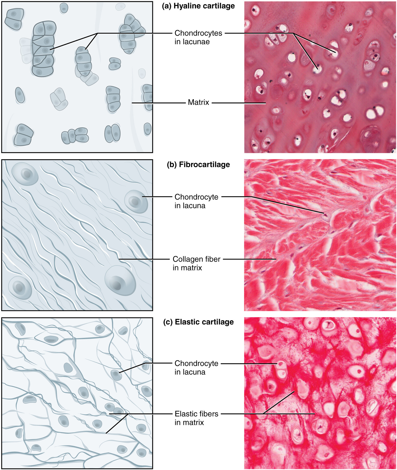 Types Of Cartilage StoryMD