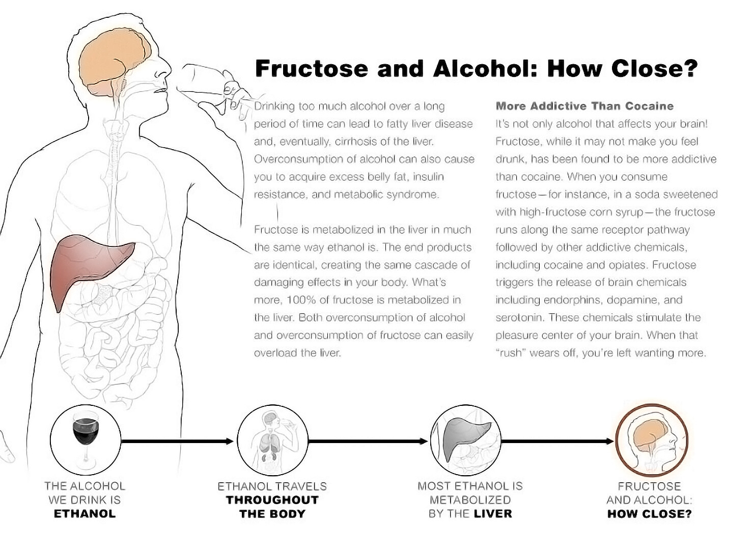 Effects of Alcohol on Each Part of the Body