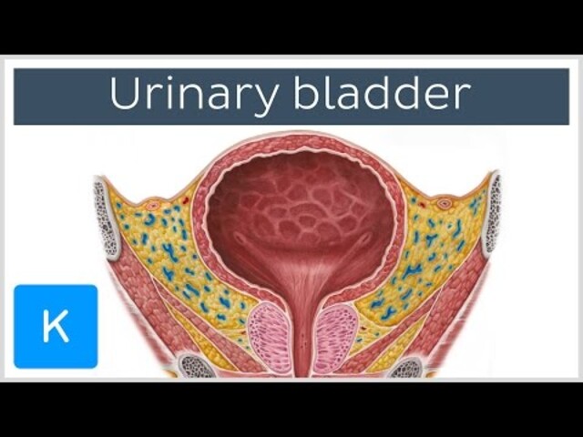 Urinary bladder anatomy