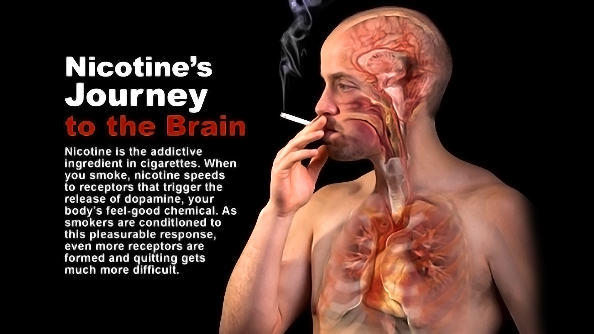 Nicotines Journey To The Brain Storymd