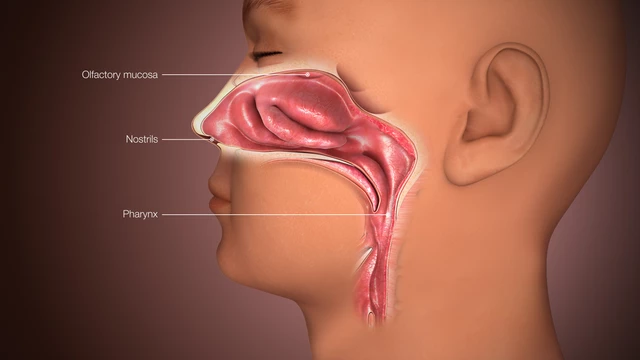 The Nose And Its Adjacent Structures