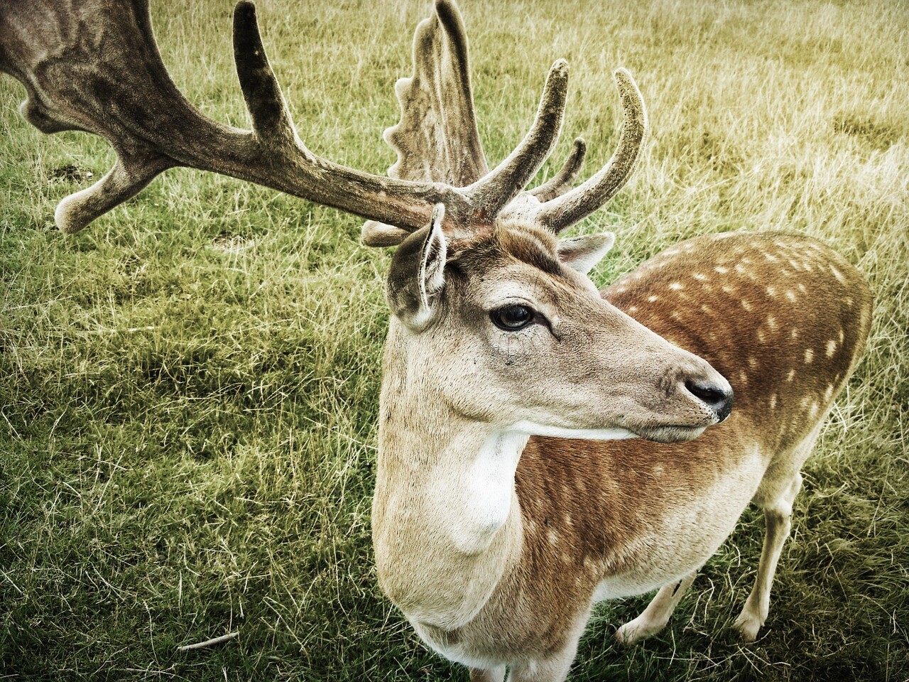 Deer Antler Velvet—What Is It, How Does It Work?