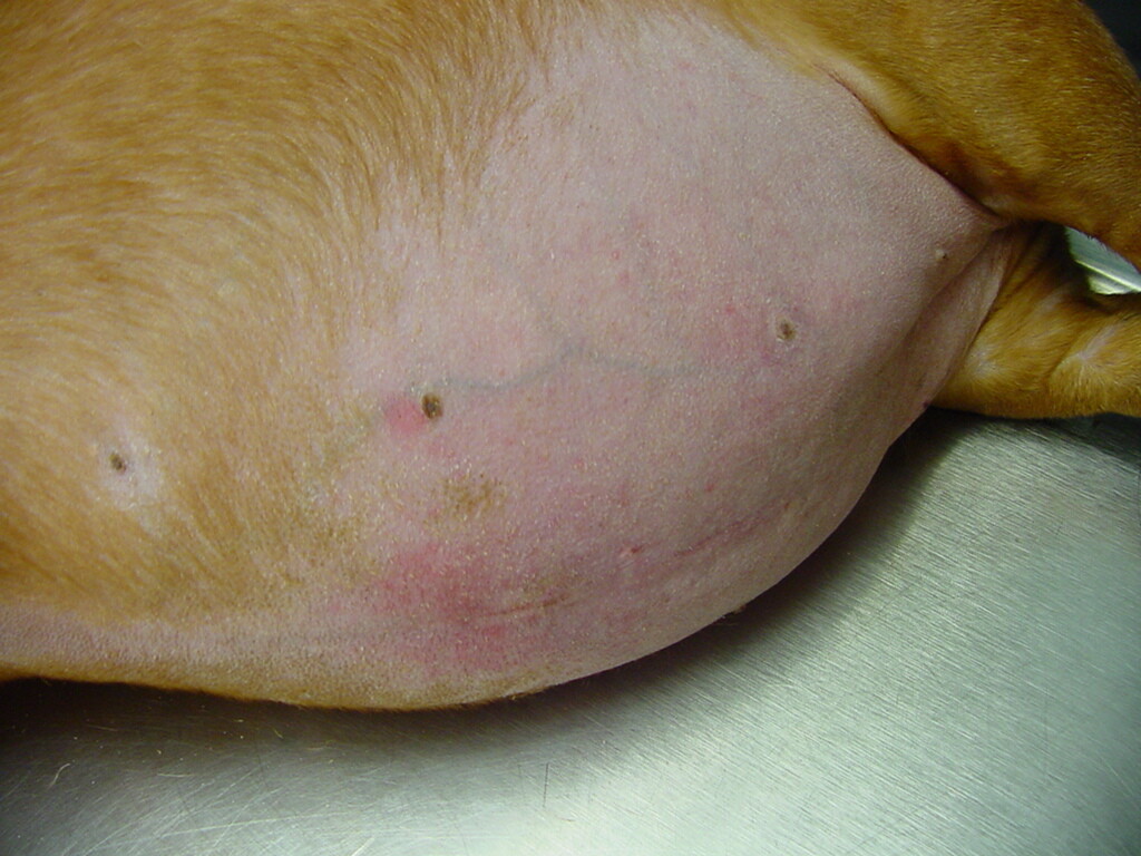 symptoms-of-cushing-s-disease-dogs-storymd