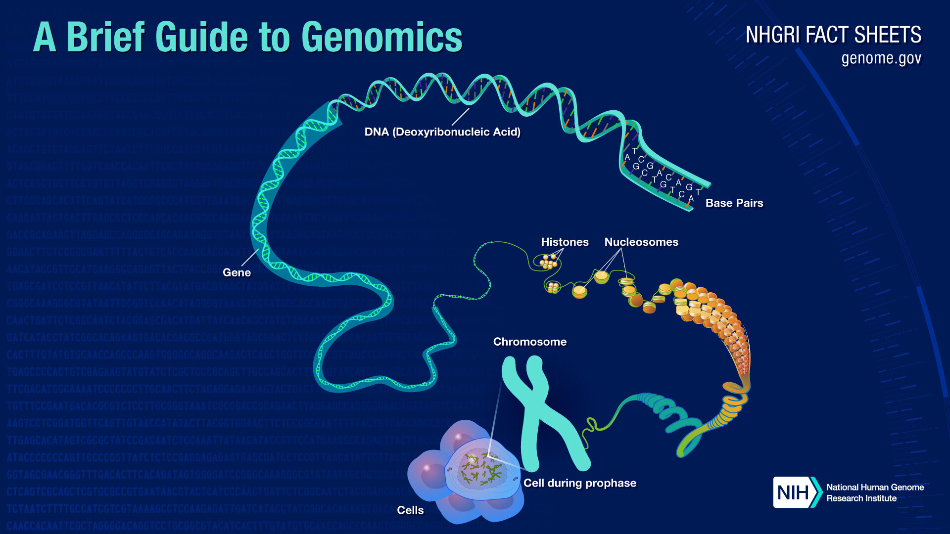 What Is the Human Genome Project? StoryMD