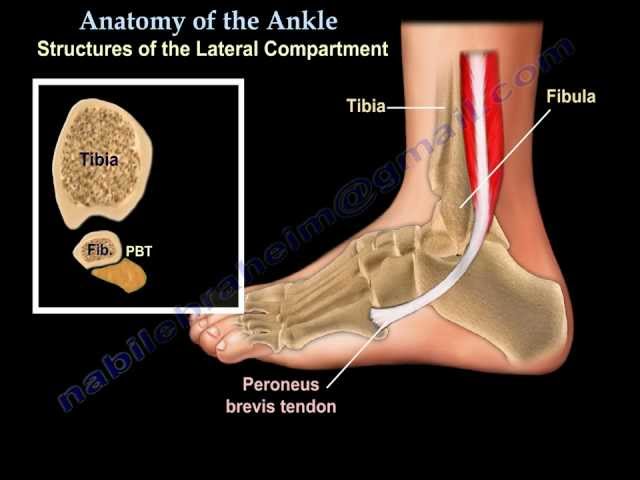 Ankle Anatomy Animated Tutorial 