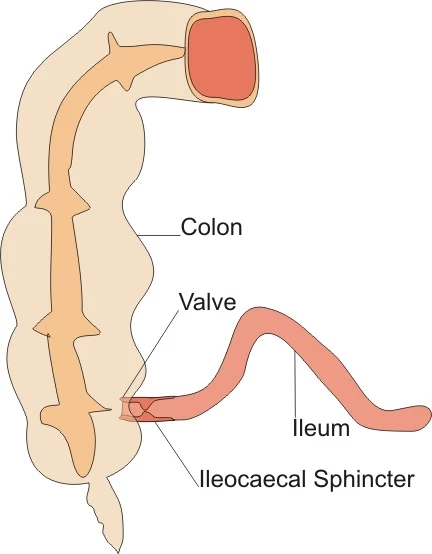 ileocecal valve diagram