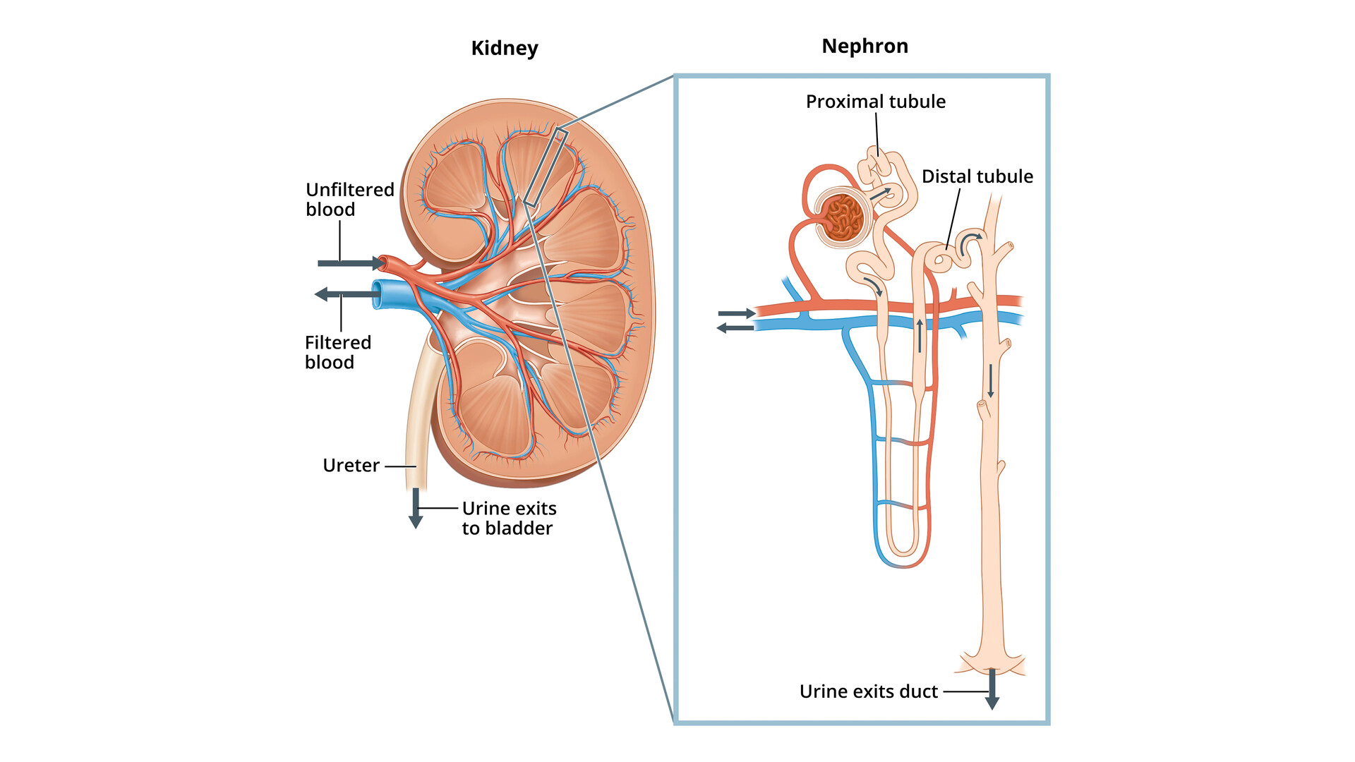 what-is-alport-syndrome-storymd