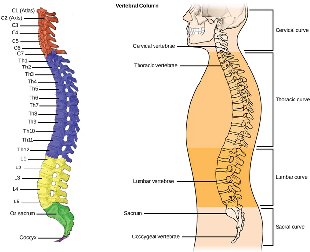 Sciatica - StoryMD