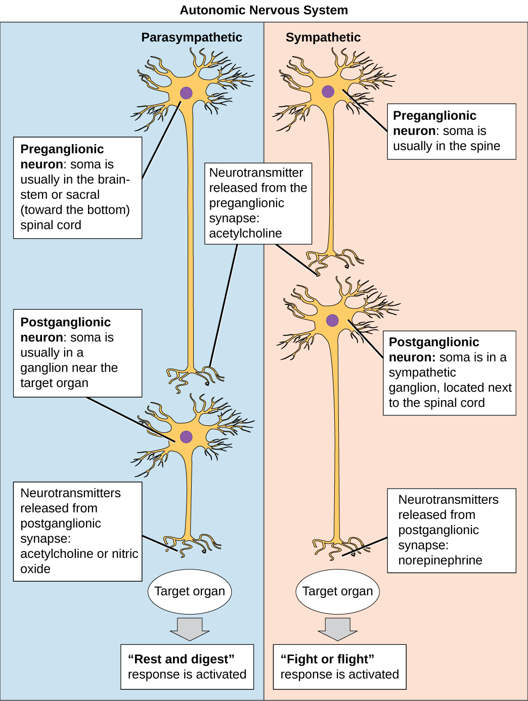 Two Divisions of the Autonomic Nervous System - StoryMD