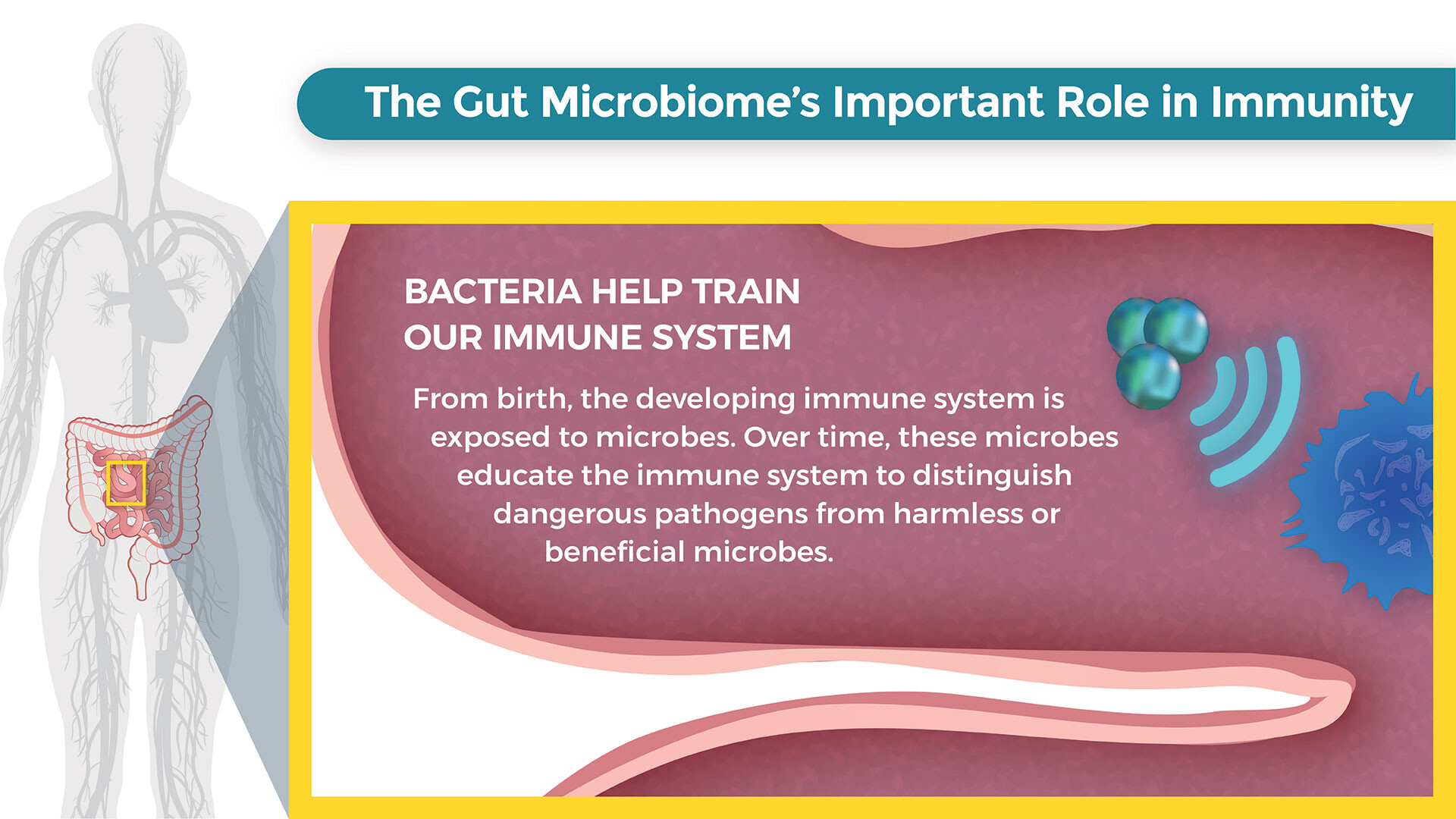 REBYOTAPartner. Swipe to see Important Safety Information. As many of us  know, the gut microbiome is responsible for our immunity, skin…