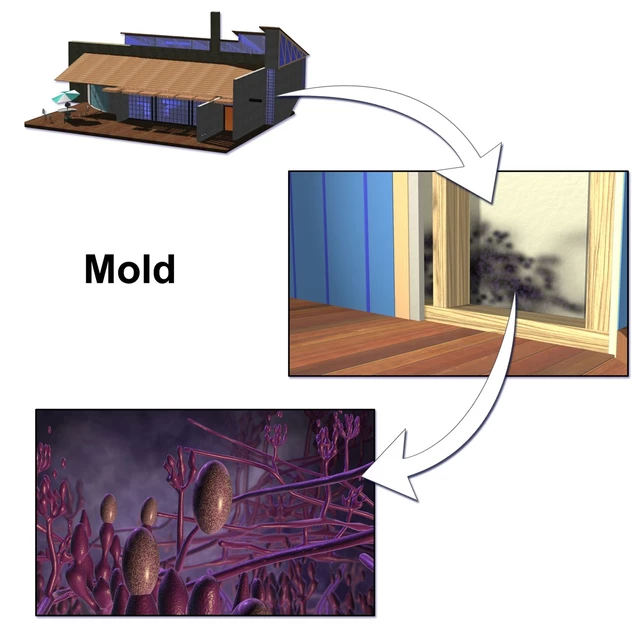 Where Are Molds Found? - StoryMD