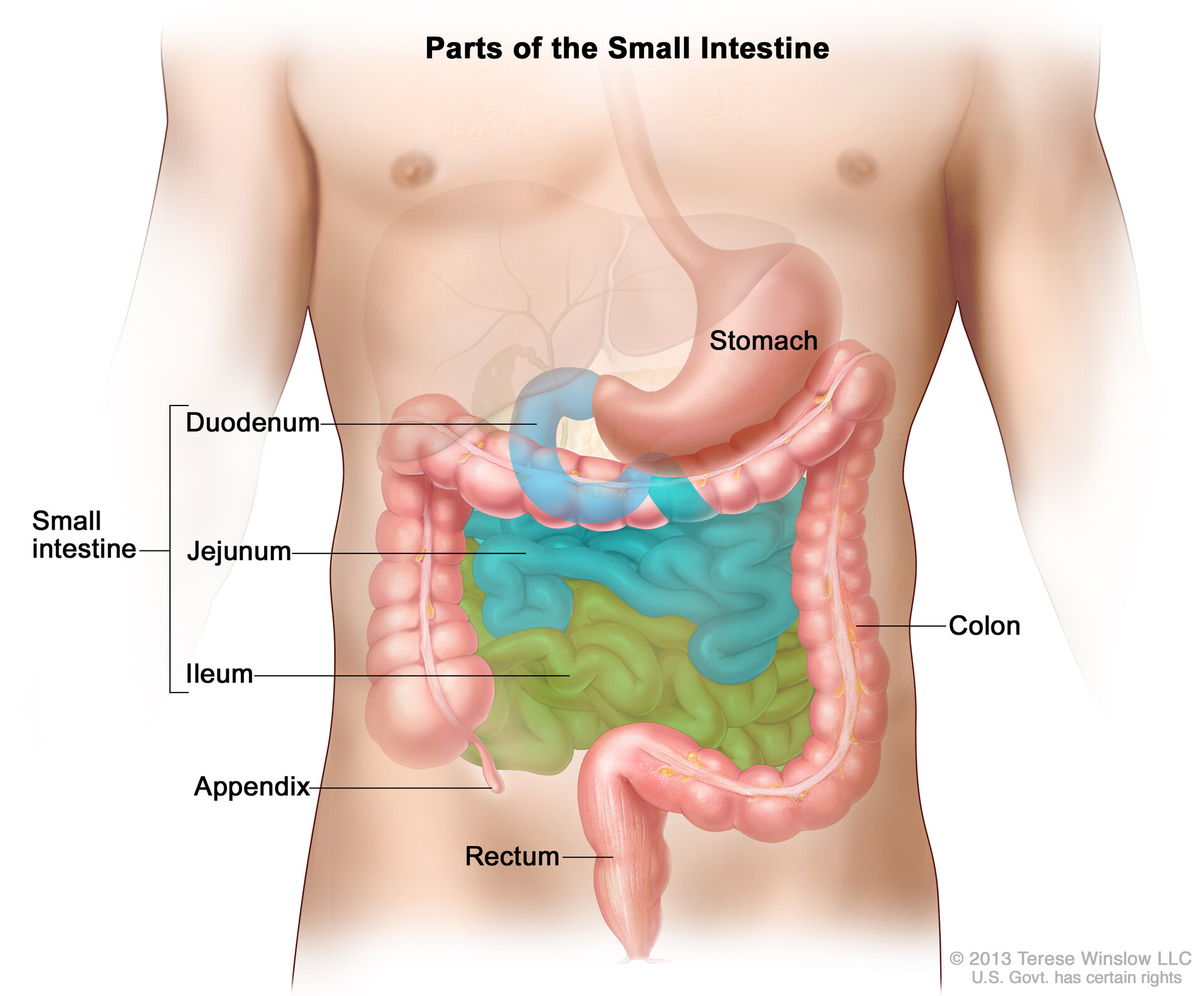 A line drawing showing the colon, rectum, stomach, cecum, appendix, small  intestine, and anus Stock Photo - Alamy