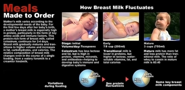 How Breast Milk is Made