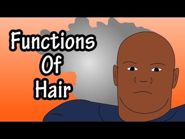 Hair: Function - StoryMD