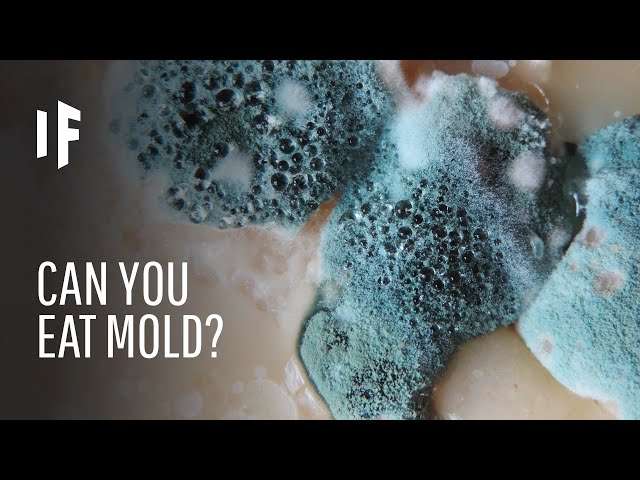 What Are Some Common Foodborne Molds? - StoryMD