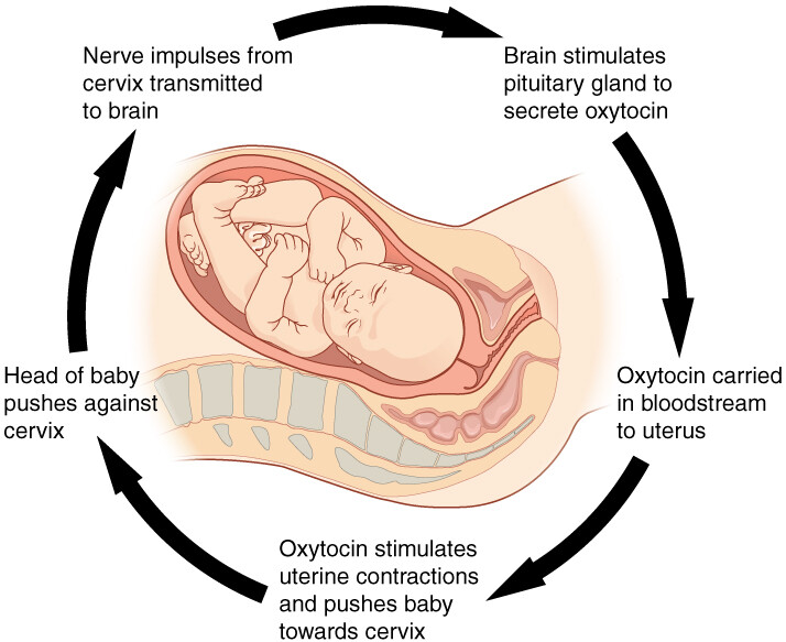 oxytocin feedback loop diagram