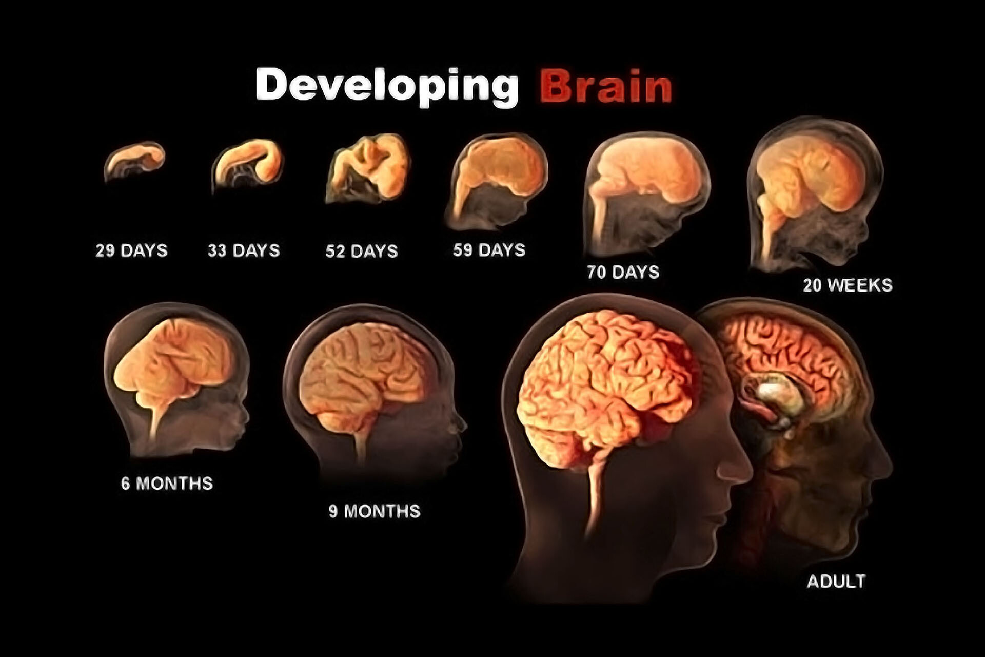 brain development in womb