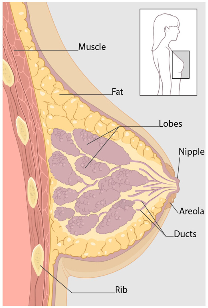 Female breast anatomy - Mayo Clinic
