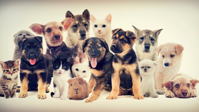 Pets, Puppies, Kittens
