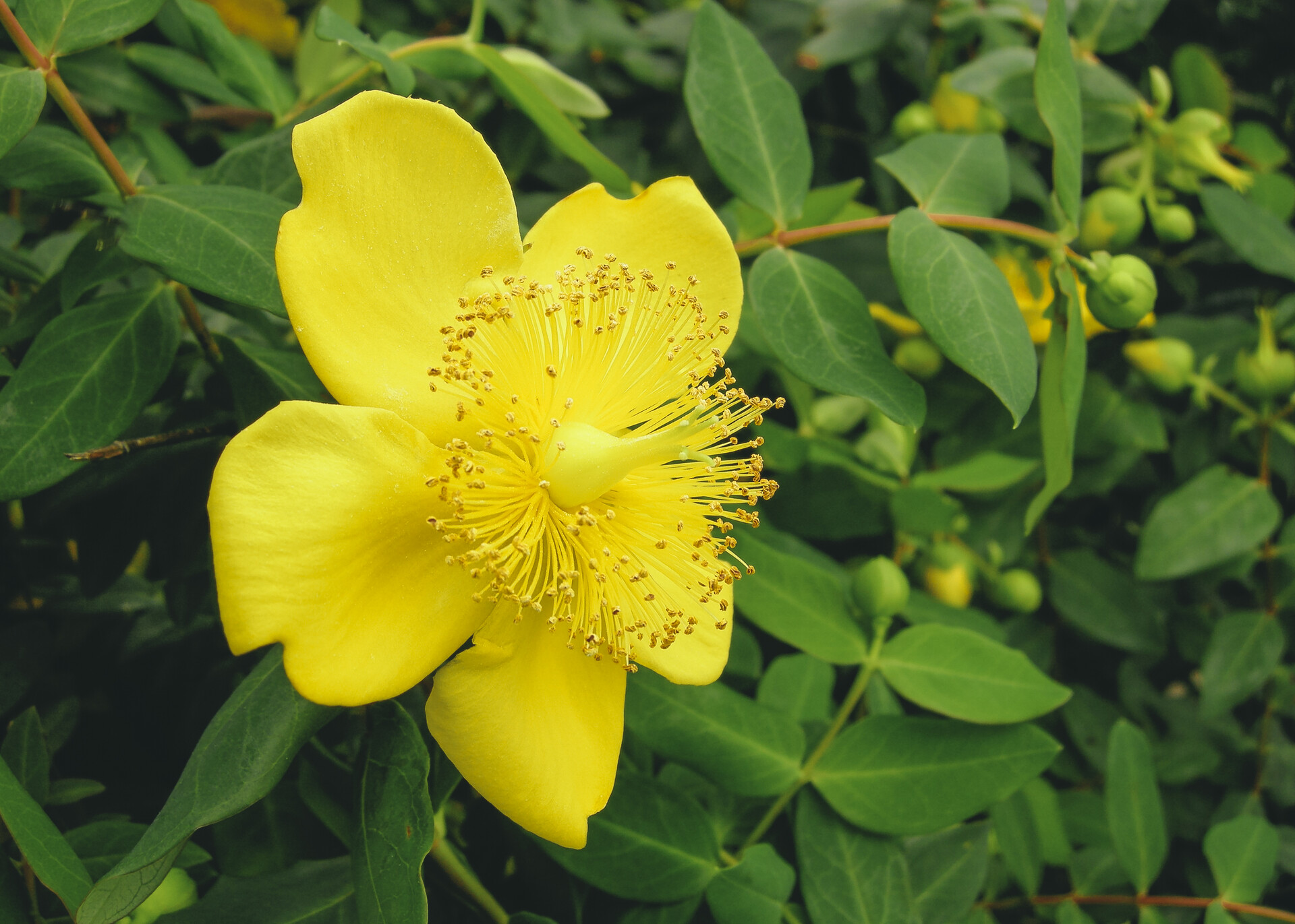 ADHD and St. John s Wort StoryMD