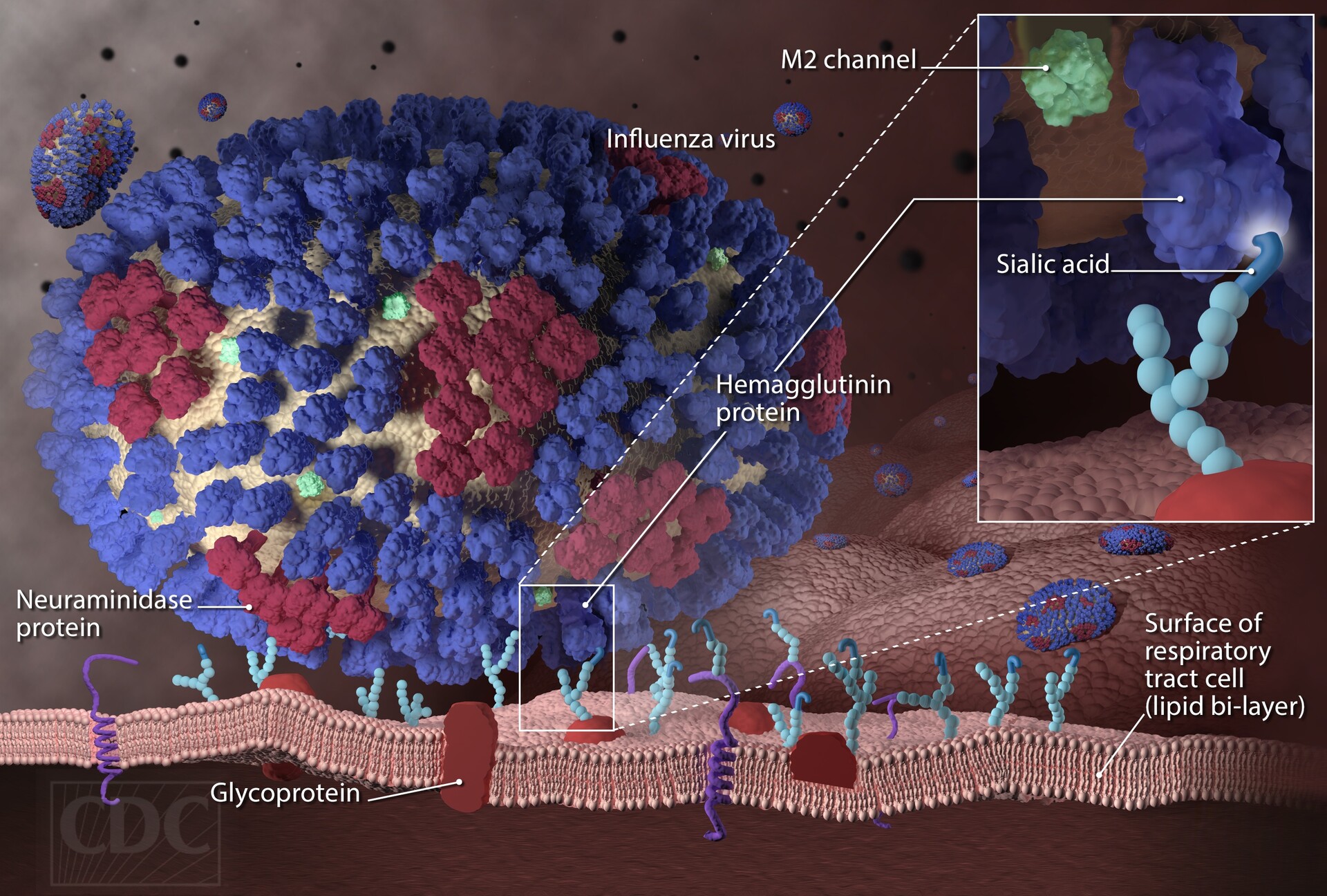 Flu (Influenza) — Key Facts