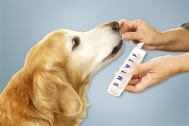 Medication Errors Happen to Pets Too
