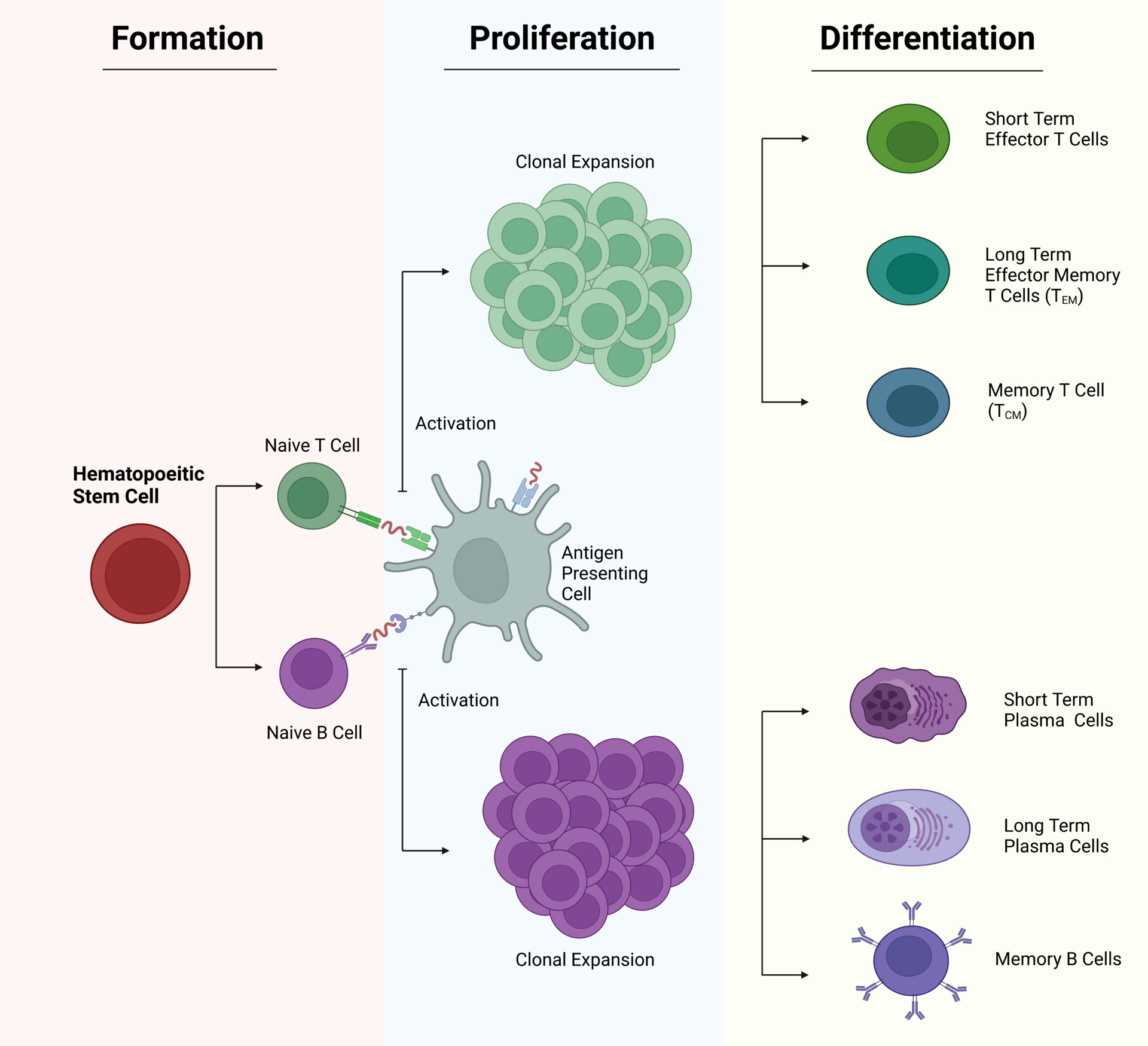 characteristics-of-leukocytes-storymd