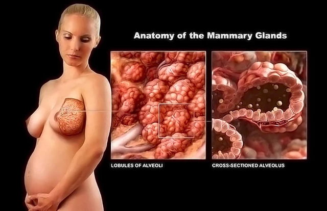 Mammary glands: The mammary glands are milk-producing glands that develop  within the female breast during pregn…
