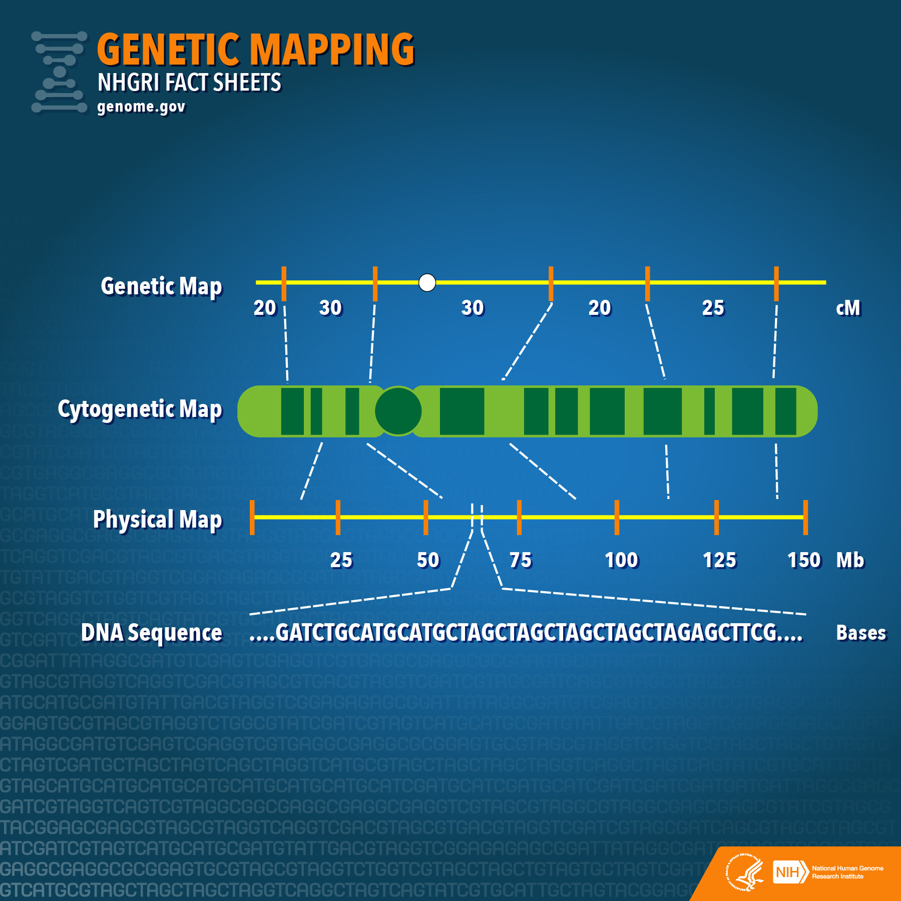 How Is Duchenne Muscular Dystrophy Inherited? StoryMD