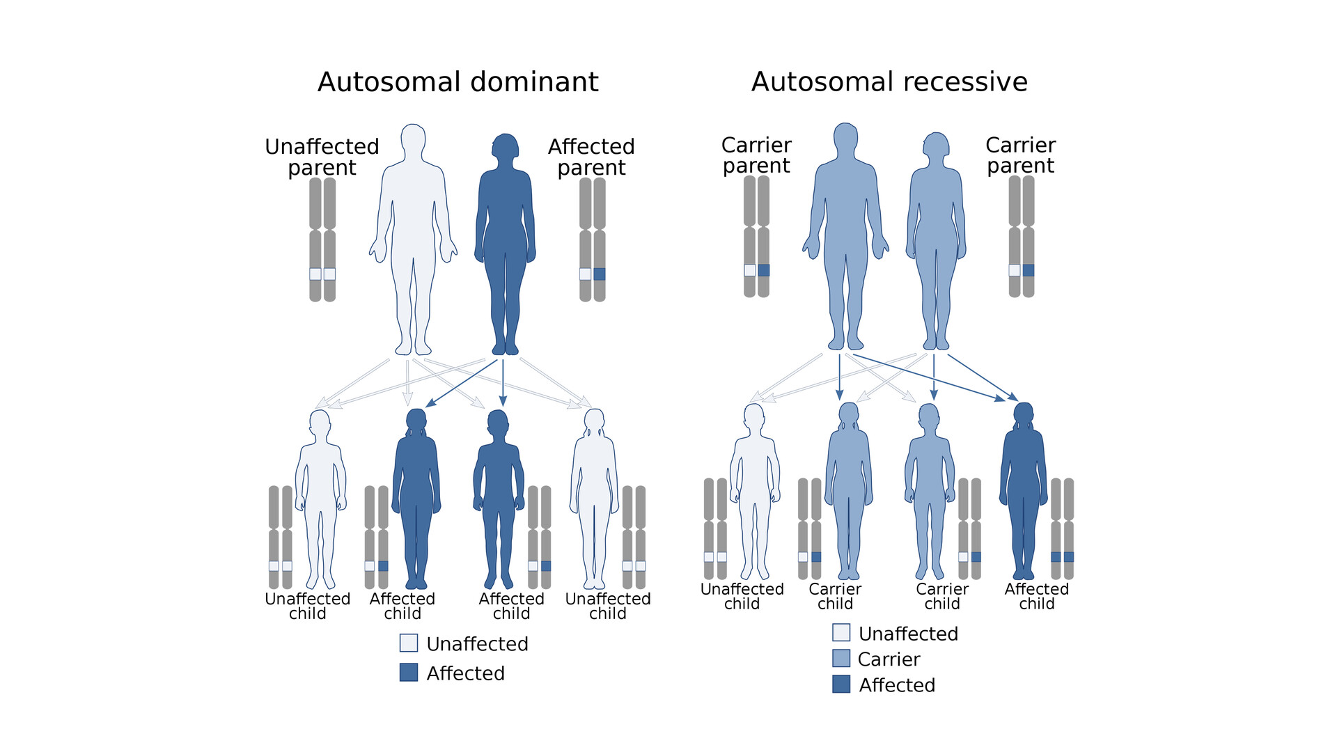 How Is Craniometaphyseal Dysplasia Inherited? - Storymd