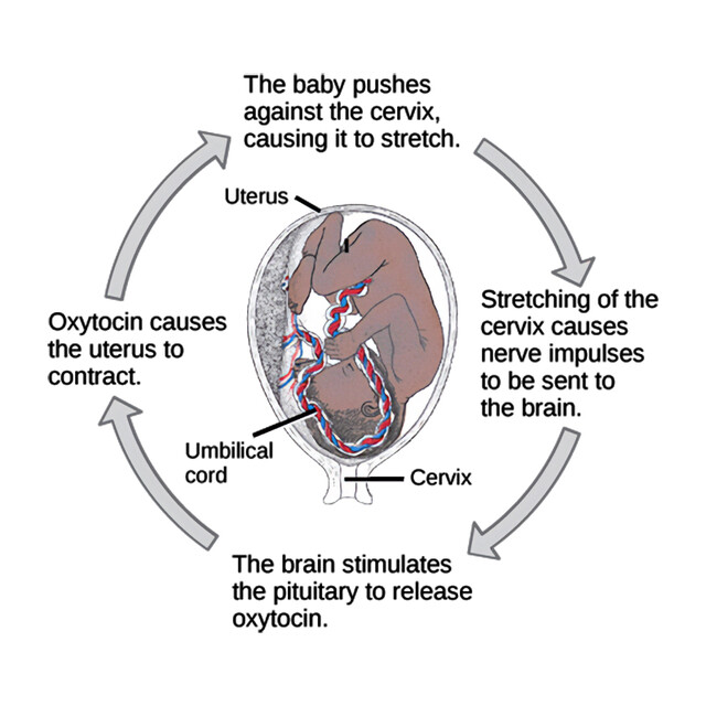 Human Homeostasis Diagram What Is Homeostasis? Definition, Importance
