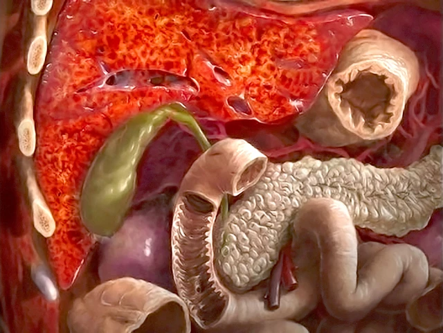 Real Human Pancreas