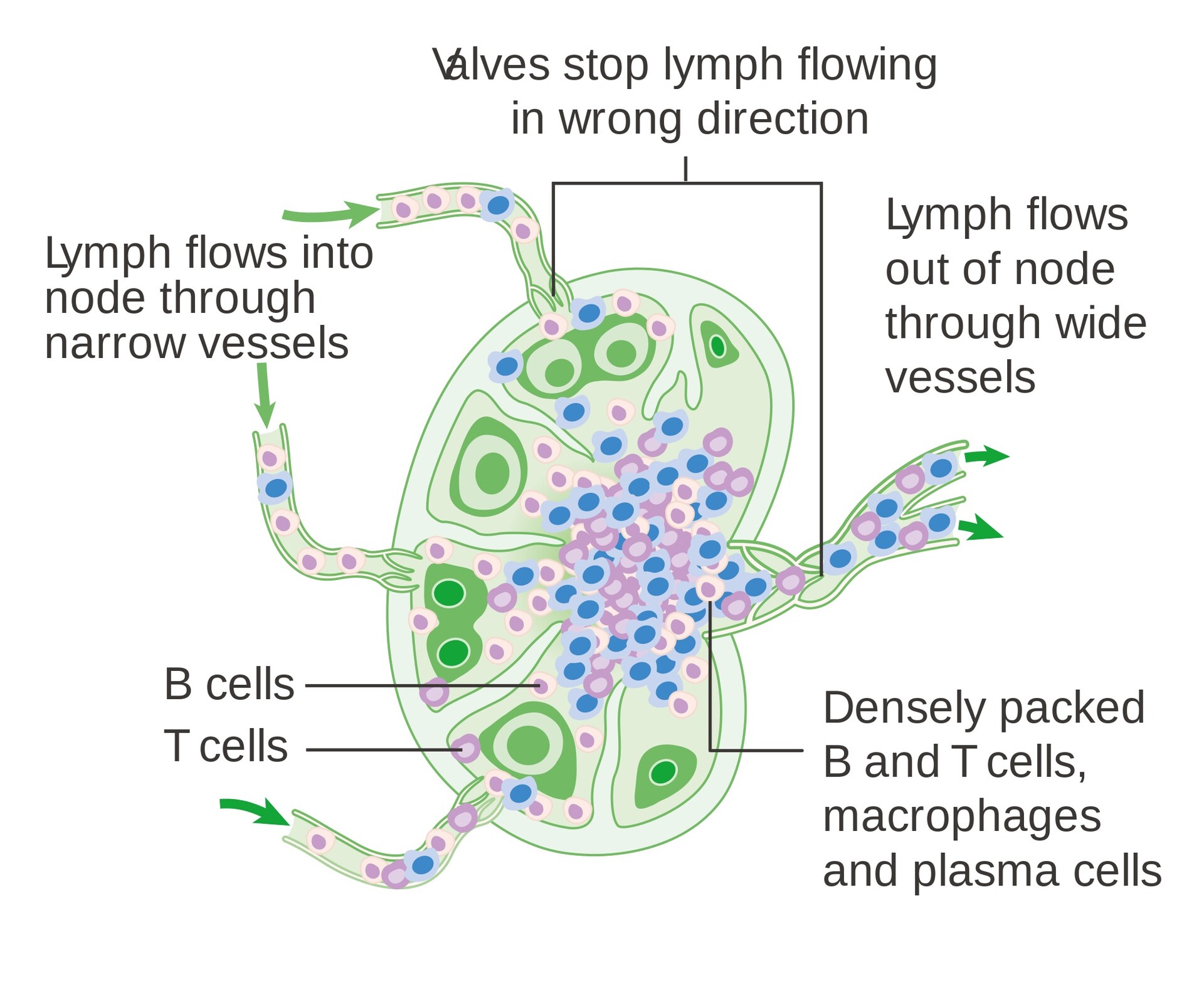 The Two Main Types Of Hodgkin Lymphoma Are Classic And Nodular Lymphocyte Predominant Storymd 3546