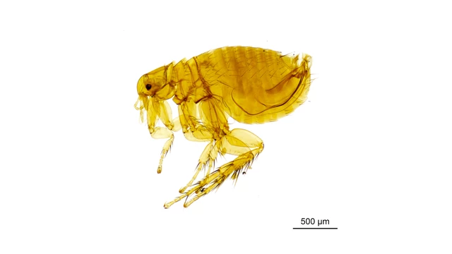 Typhus チフス Nocomis leptocephalus » NCFishes.com