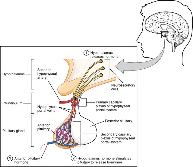 pituitary dwarfism diagram