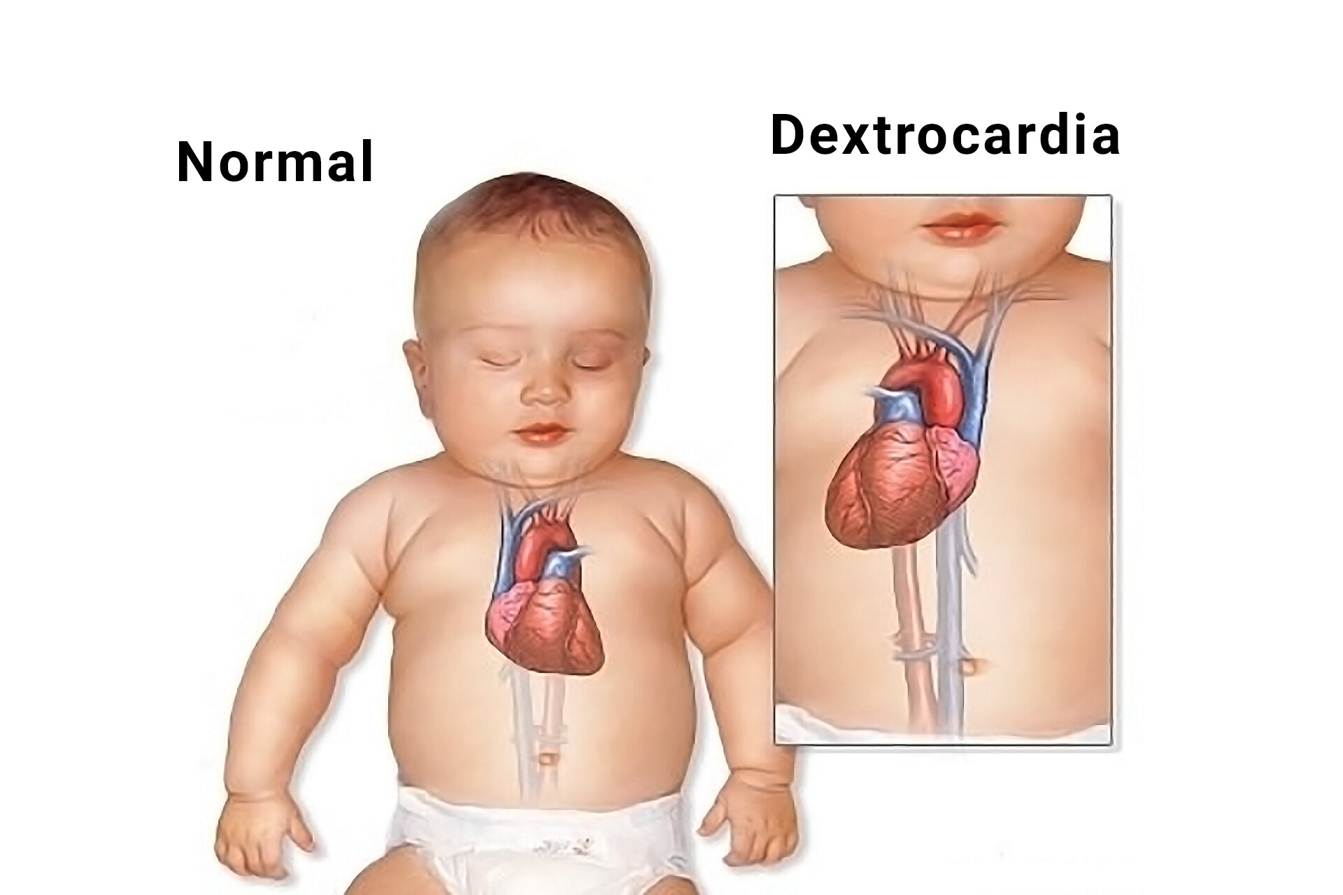 Fetal Health and Development 