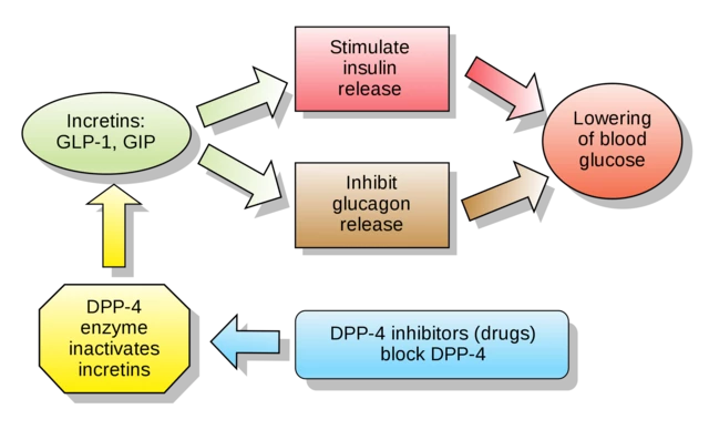 Diabetes Medicines: DPP-4 Inhibitors