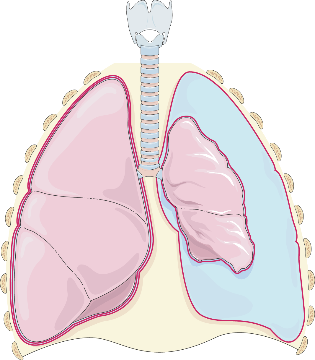 Disorders of the Lower Respiratory System: Pneumothorax–Health Professional  Version