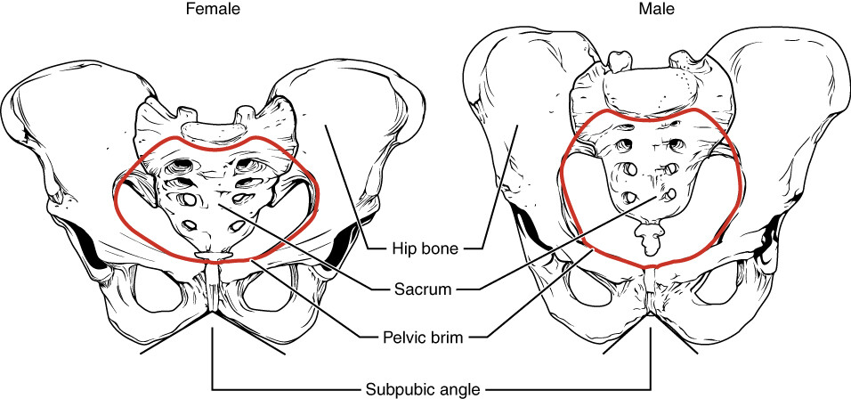 Sciatica - StoryMD