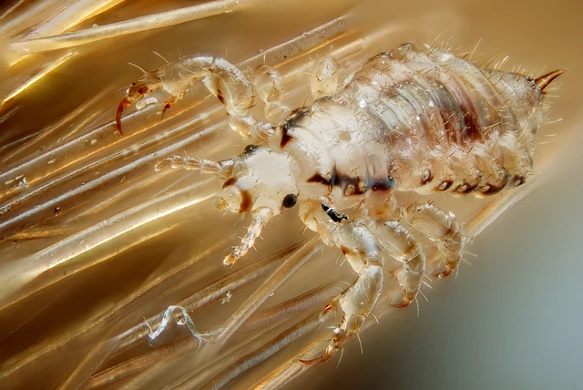 How to use outlet hair dryer for lice