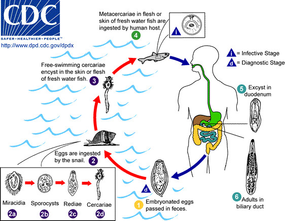 Image: Opisthorchis Life Cycle - MSD Manual Professional Edition
