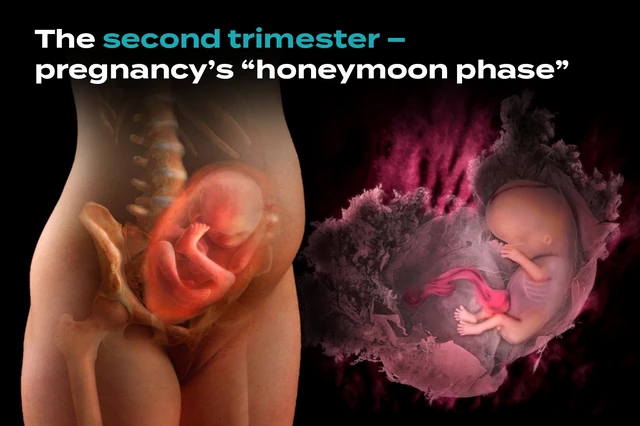 The Second Trimester of Pregnancy: What to Expect Week-by-Week - StoryMD