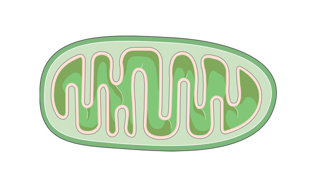 Mitochondria - StoryMD