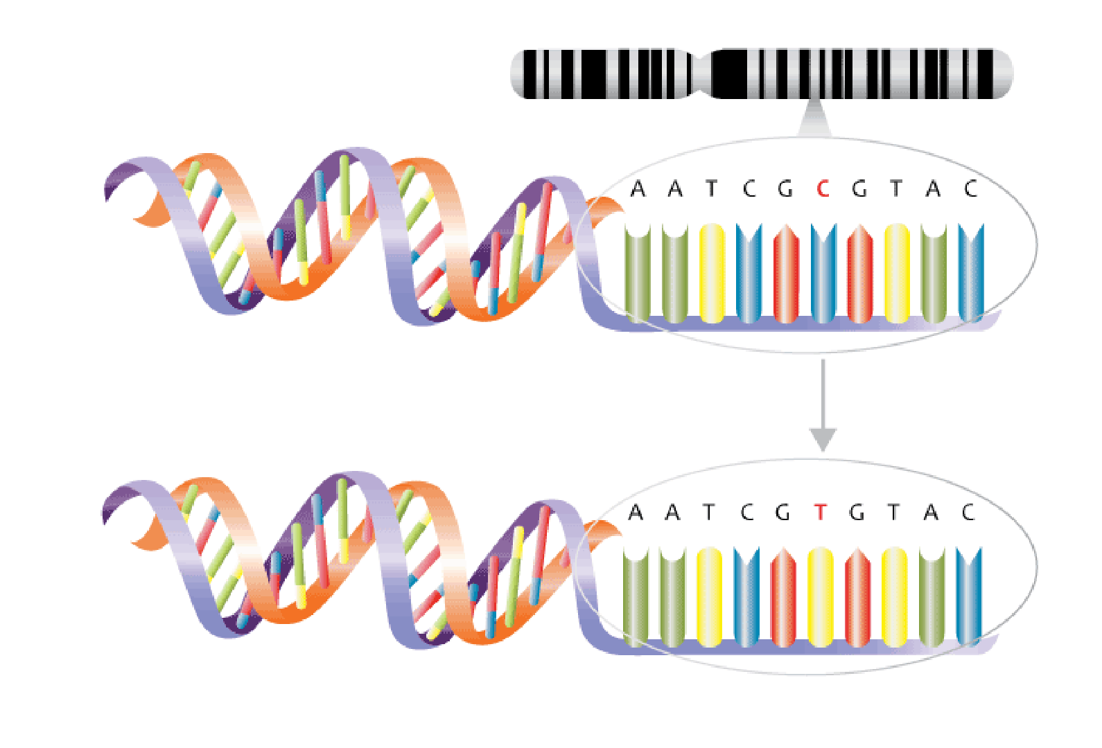 What Are Genome-Wide Association Studies? - StoryMD