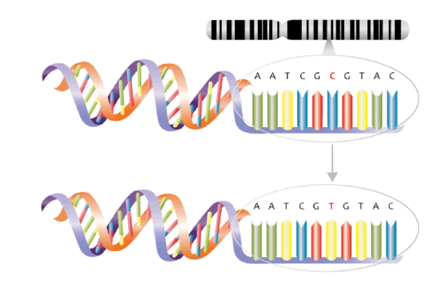 Substitution Mutation
