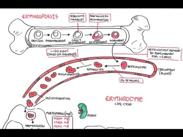 Life Cycle Of Red Blood Cells Diagram