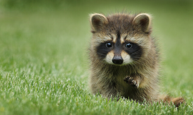 Rabies and Animals