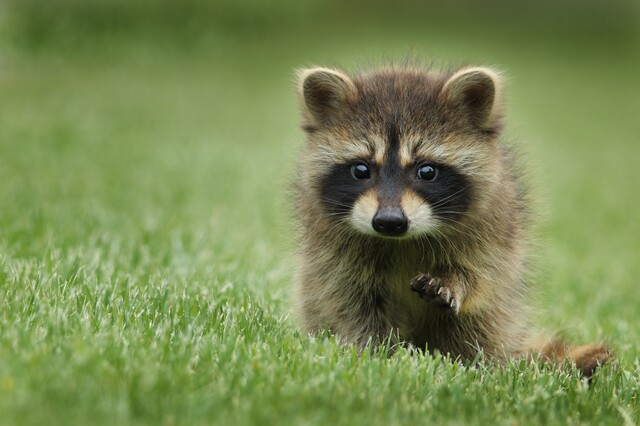 Rabies and Animals