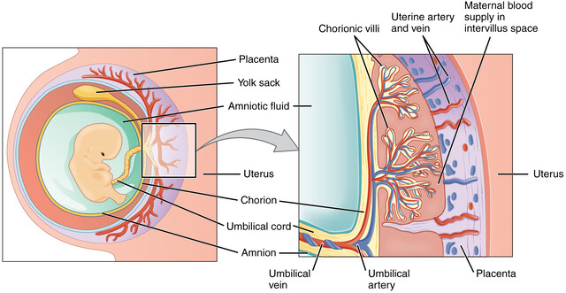 placental villi