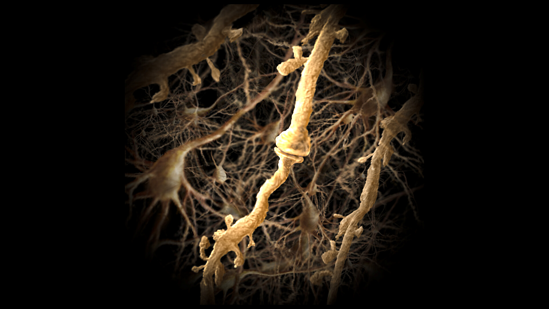 Neuroplasticity (Brain Adaptability) - StoryMD